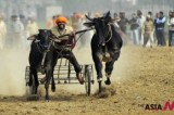 An Indian Man Compete In Bullock  Cart Race During A Rural Sports Festival In Kila Raipur, Punjab