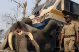 An Indian guard examines body of elephant killed by a speeding train near Alipurduar