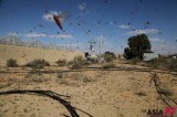 Swarms of locust from Egypt cover various green fields in southern Israel