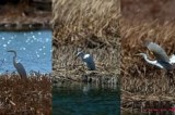 Combination photos show an egret on wetland of Yellow River in Hainan, China