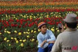 A tourist takes photo with tulips in full bloom in Indian-coltrolled Kashmir