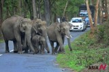A wild elephant family cross highway at Muthanga, India