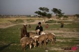 Afghan refugees shear wool off the sheep in suburban Islamabad