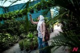 An Egyptian woman enjoys plants during Spring Flowers Exhibition