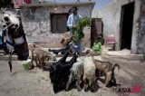 An Egyptian vendor feeds sheep for sale