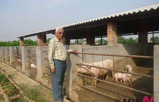 Nepal’s former minister is now rearing pigs