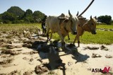 A Cambodian farmer plows rice field with pair of ox during rice-seeding