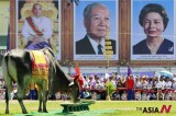 A royal ox eats food during ancient royal plowing ceremony in Cambodia