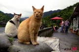 Cat lovers arrive at Taiwan’s coal mining town turned tourist attraction