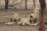 Endangered Asiatic lions rest at Gir Lion Sanctuary in India