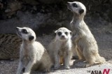Five week-old meerkat cubs sit at Bali’s Safari and Marine Park in Indonesia