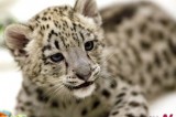 A seven-week-old Snow Leopard cub plays at Tulsa Zoo, USA