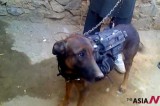 [Asia Round-up] British military dog captured by Taliban