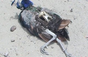 Why dozens of Pakistani peacocks perish?