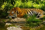Call to protect tigers: “Dhaka Declaration” recommends actions