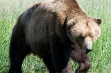 Saving the Gobi bear