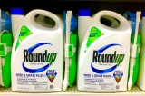 Koreans concerned over Monsanto’s Roundup weed killer