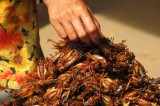 Number of insect companies on rise in S. Korea