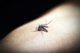 S. Korea aims to re-eradicate malaria by 2021