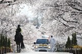 South Koreans go for video tours, drive-thru viewing, flower delivery to savor spring blossoms amid pandemic