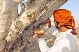 Oman research project hopes to produce COVID-19 medicine from frankincense