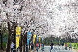 Seoul’s cherry blossom blooming begins on earliest date on record