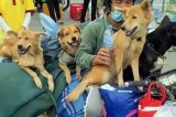 16 animals culled at Vietnam’s Covid-19 quarantine area