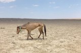 Kazakhstan warns of possible drought in Central Asia