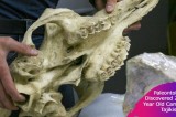 2.5-million-year-old camel skull discovered in Tajikistan