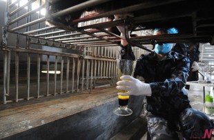 A staff member extracts bile from a live bear at a bear farm of Guizhentang Pharmaceutical Co. Ltd., which makes medicine by using bile extracted from live bears, in Hui'an, southeast China's Fujian Province, Feb. 22, 2012. (Photo: Xinhua/Wei Peiquan)