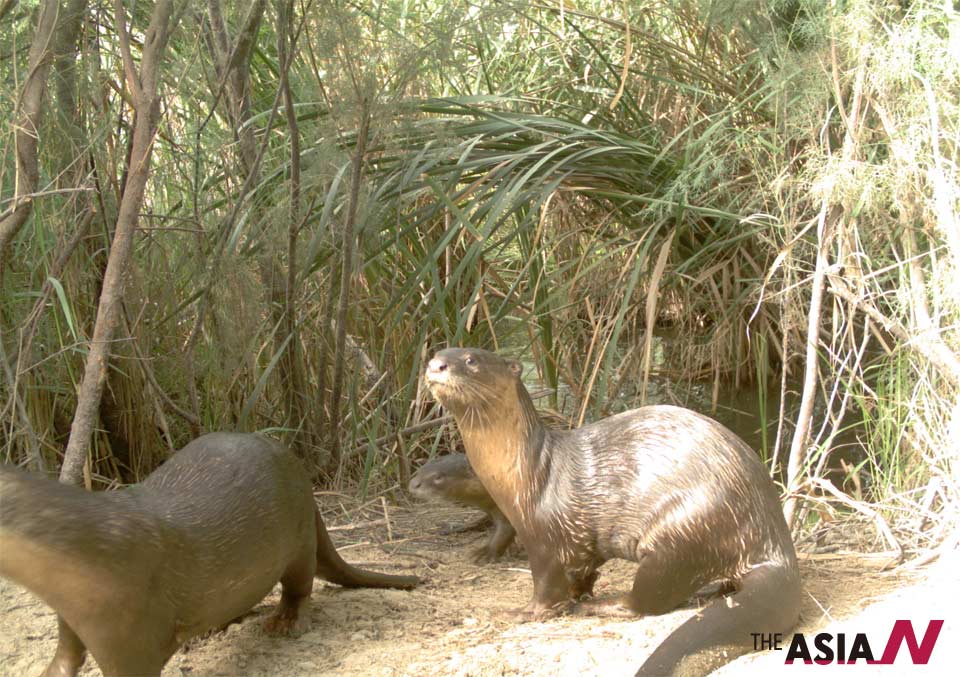 Pakistan: Endangered species Smooth Coated Otter found in Sindh | THEAsiaN