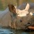 Asian Rhino (Photo: WWF.org.uk)