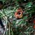 Visitor takes picture of Rafflesia Arnoldi in Taba Penanjung Garden in Lampung, Indonesia (Photo: www.kompas.com)