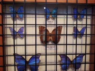 Dried Butterflies (Photo: Meidyana Rayana)