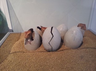 Replica of dinosaur's eggs in Seoul National Science Museum (Photo: Meidyana Rayana)