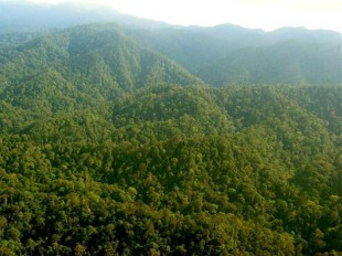 Sumatran Forest (Photo:www.freehugger.com)