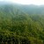 Sumatran Forest (Photo:www.freehugger.com)