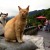 Taiwan Cat Tourism
