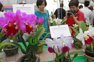 Visitors take photos of the beautiful orchids at the floral festival at the Penang Botanic Gardens in Penang