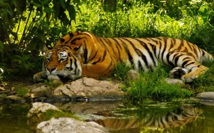 Royal Bengal Tiger in the Sundarbans / SIMCOUNTRY PHOTO