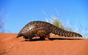 Pangolins are poached in widely in Pakistan to be illegally smuggled to various countries in Asia for consumption purposes / BITETHESTUFF PHOTO