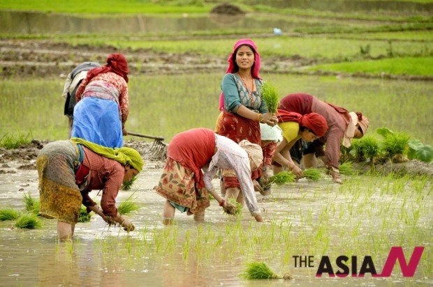 Nepalese famers work in the beginning of the monsoon season in Khokana near Kathmandu. Nepalese economy still heavily relies on agriculture and the government looks forward to moving into other sectors to diversify its economy. (Photo : Xinhua)