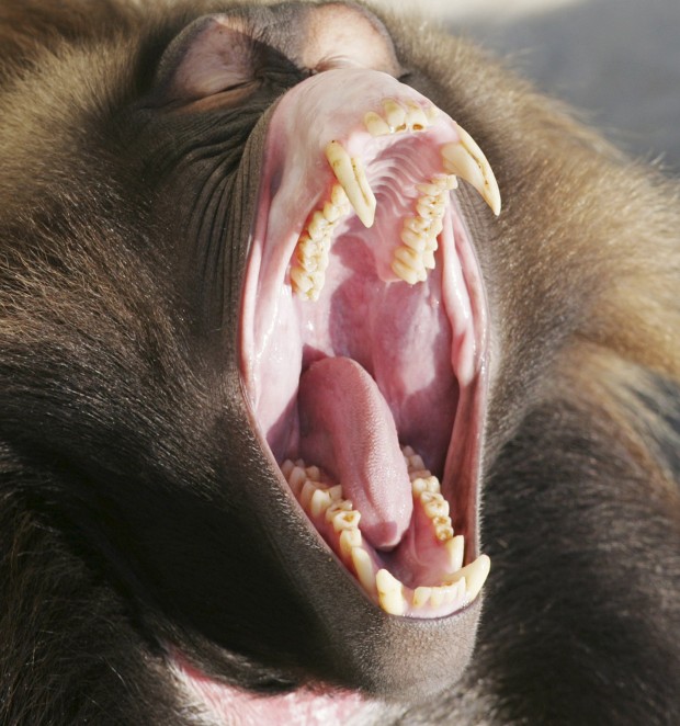 A male gelada, Theropithecus gelada, yawns in an outdoor pen at the Zurich zoo