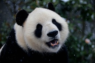 A giant panda frolics after a snowfall at Xiuning Panda Ecological Park in Huangshan City, east China's Anhui Province, Jan. 22, 2016. (Xinhua/Shi Guangde) (lfj)