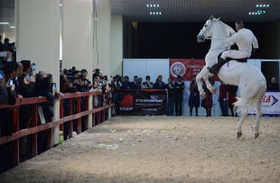 horse shows provide visitors with a close contact with horses. 
(Xinhua/Lu Zhe)(bxq)