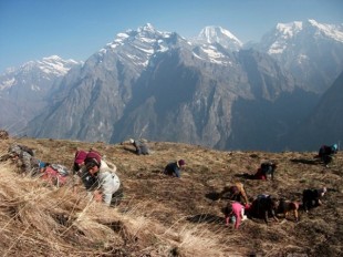 Yarsa is found in a  beautiful landsacpe just below the snowcapped Himalayas of Nepal