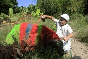 Rafik al Hibish, 11, colors a sheep ahead of the Muslim holiday of Eid al-Adha in in the southern port city of Sidon, Lebanon, Friday, Sept. 9, 2016. Eid al-Adha, or Feast of Sacrifice, commemorates what Muslims believe was Prophet Abraham's willingness to sacrifice his son. (AP Photo/Mohammed Zaatari)