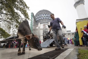 Malaysian Muslim men prepare to slaughter a cow for sacrifice during the Islamic holiday of Eid al-Adha at a mosque in Shah Alam, outskirts of Kuala Lumpur, Malaysia, Monday, Sept. 12, 2016. Eid al-Adha, or the festival of sacrifice, is celebrated by Muslims around the world to commemorate Prophet Ibrahim's test of faith. (AP Photo/Vincent Thian)