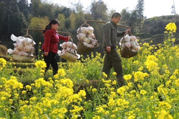 Residents of Huaibao in Liuzhou, southern China's Guangxi Zhuang Autonomous Region, carry harvested ganoderma. The government has provided more than 40,000 ganoderma as well as technical and sales services to local residents to help lift them out of poverty. (Photo by People’s Daily Online)