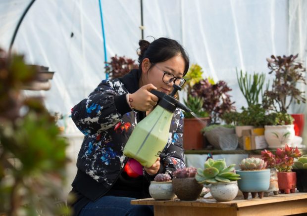 Photo taken shows Ge Xiaoxue, an undergraduate who chooses to start a business after graduation, tending her plants. After graduation, Ge, born after 1980, rent several greenhouses to grow succulent plants at her hometown, the economic and technological development zone of Hai'an County, Nantong of Jiangsu Province. Selling the plants via e-commerce platforms like Taobao and WeChat and real stores, Ge earned over 500,000 yuan ($72,000) in 2016.